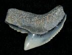 Blueish Fossil Galeocerdo Tooth (Tiger Shark) #5156-1